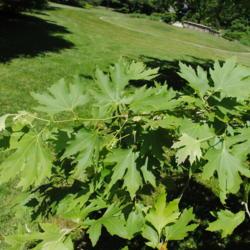 Location: Morris Arboretum in Philadelphia, PA
Date: 2016-06-15
the deeply lobed leaves in summer