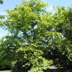 Location: Morris Arboretum in Philadelphia, PA
Date: 2016-06-15
full-grown tree in summer