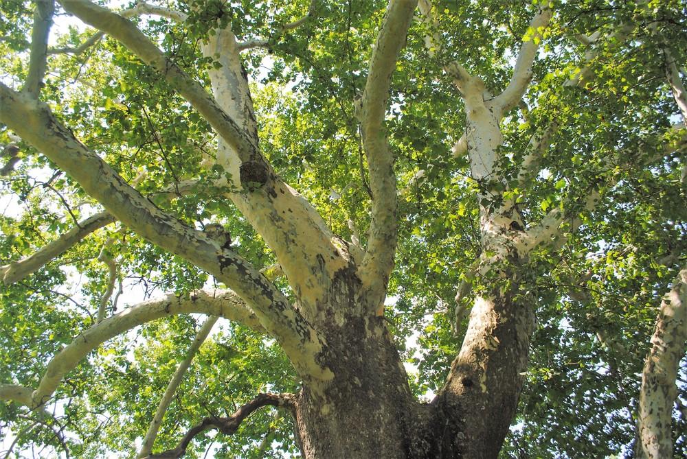 Photo of American Sycamore (Platanus occidentalis) uploaded by ILPARW