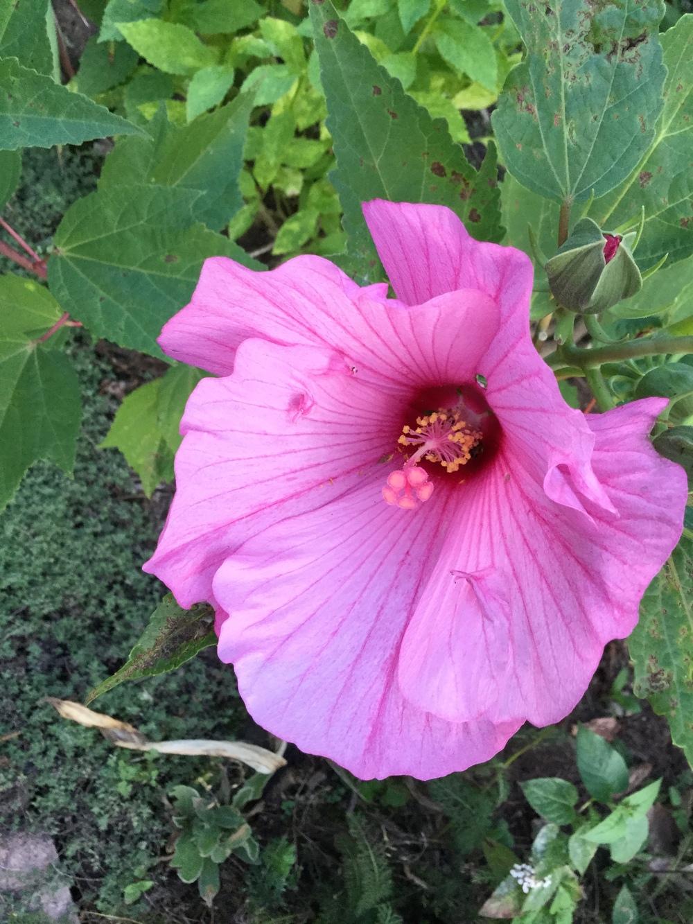 Photo of Hardy Hibiscus (Hibiscus moscheutos) uploaded by Lucichar