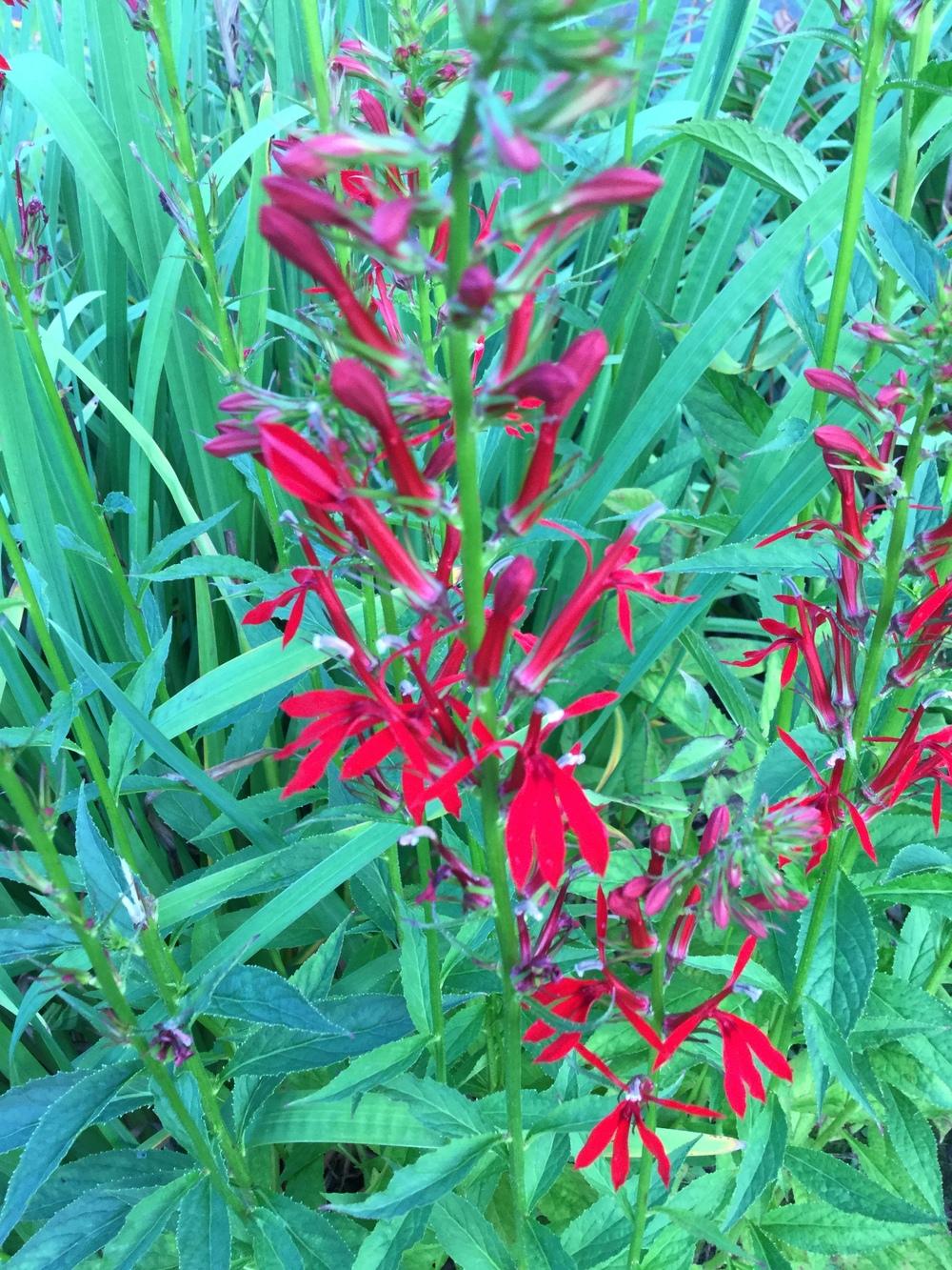 Photo of Cardinal Flower (Lobelia cardinalis) uploaded by Lucichar