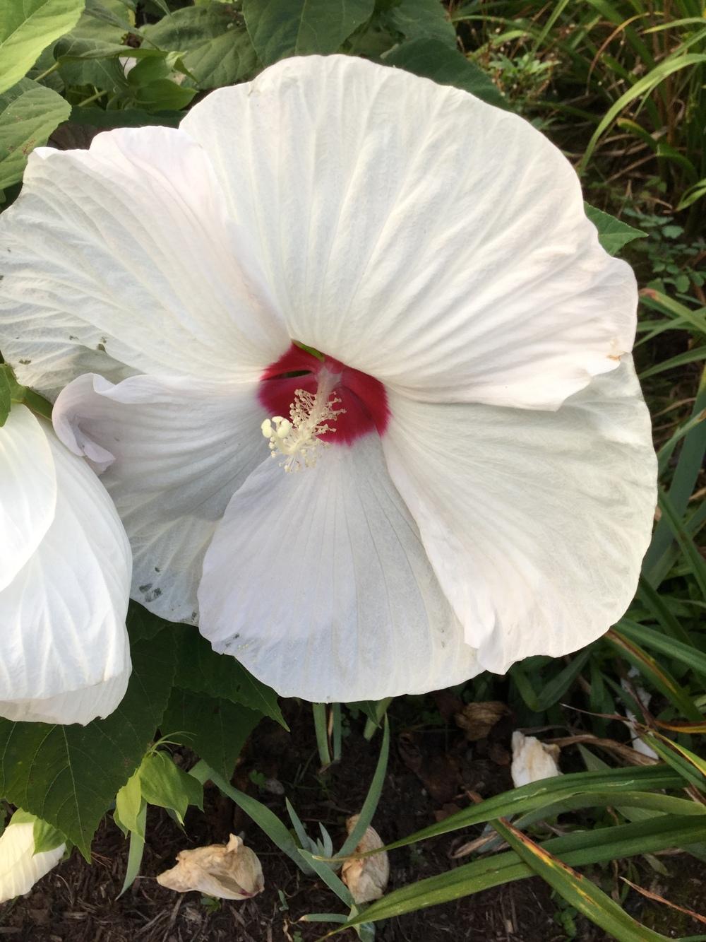 Photo of Hybrid Hardy Hibiscus (Hibiscus 'Disco Belle White') uploaded by Lucichar