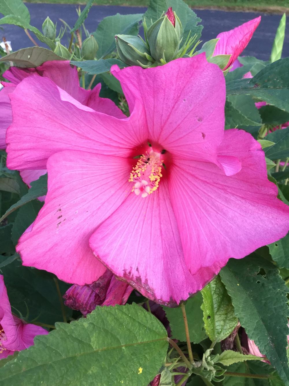 Photo of Hybrid Hardy Hibiscus (Hibiscus Luna™ Rose) uploaded by Lucichar