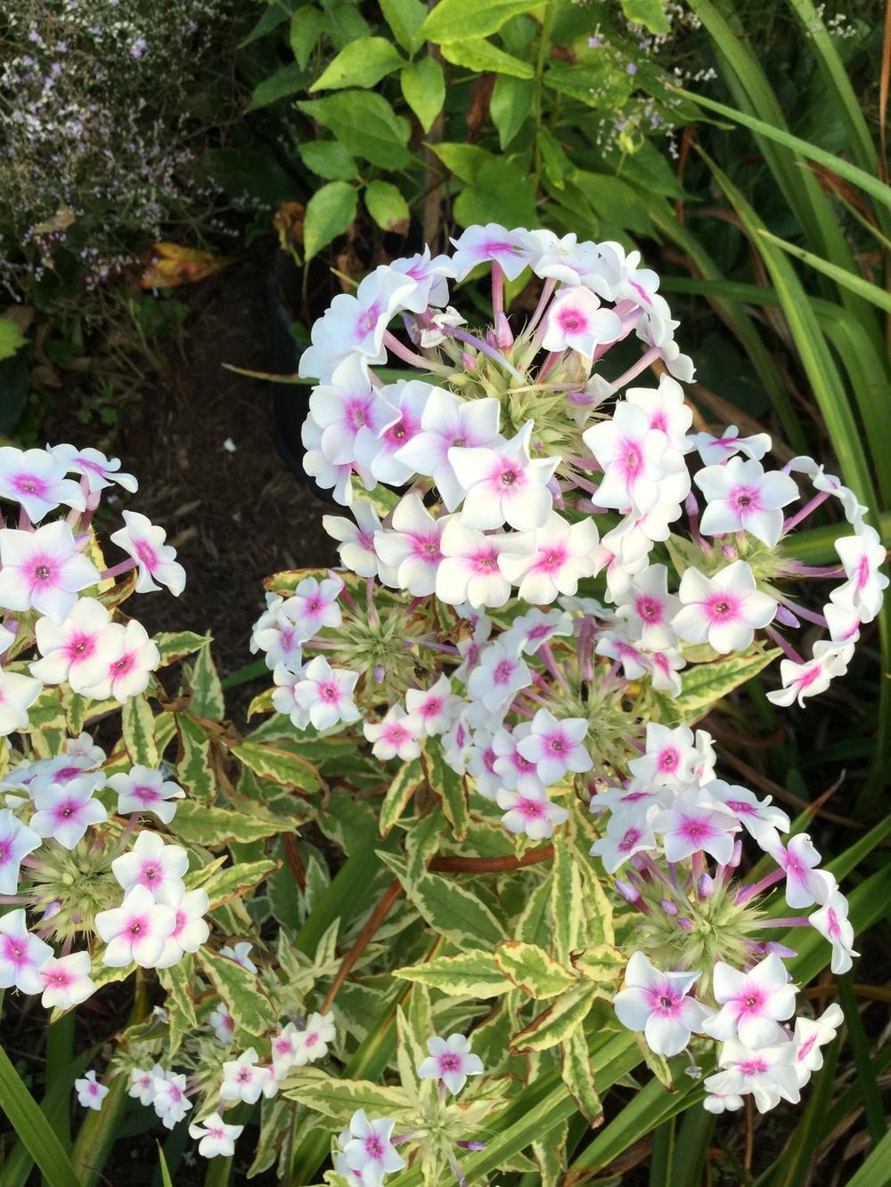 Photo of Variegated Garden Phlox (Phlox paniculata 'Nora Leigh') uploaded by Lucichar