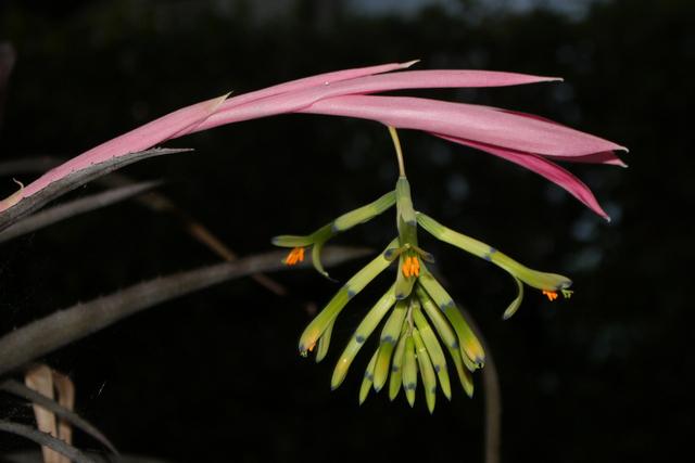 Photo of Bromeliad (Billbergia distachia) uploaded by RuuddeBlock