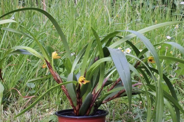 Photo of Orchid (Maxillaria variabilis) uploaded by RuuddeBlock