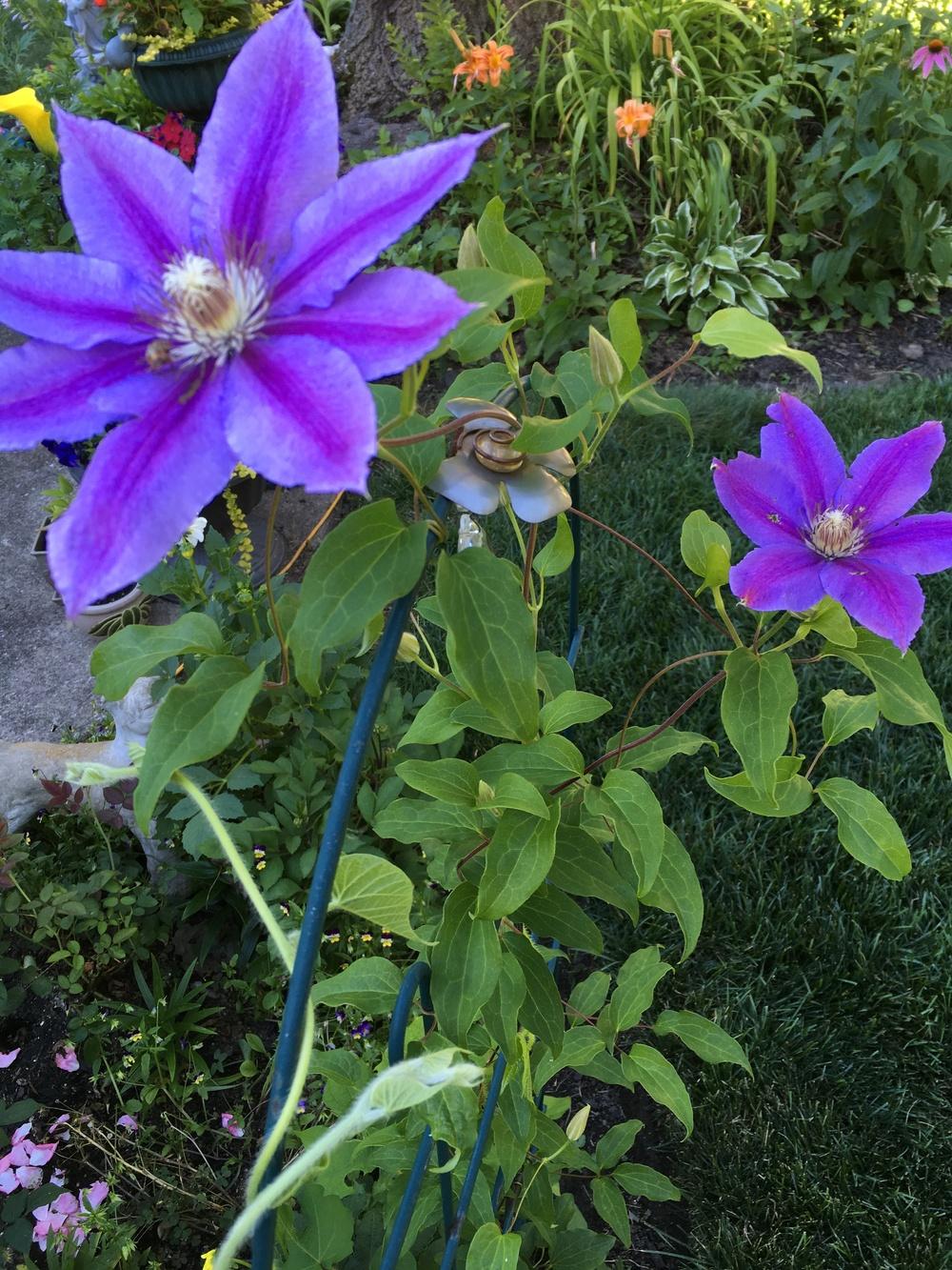 Photo of Clematis uploaded by Samlav