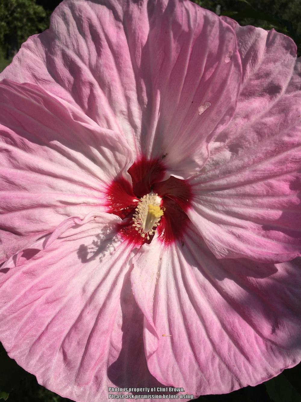 Photo of Hybrid Hardy Hibiscus (Hibiscus 'Tie Dye') uploaded by clintbrown
