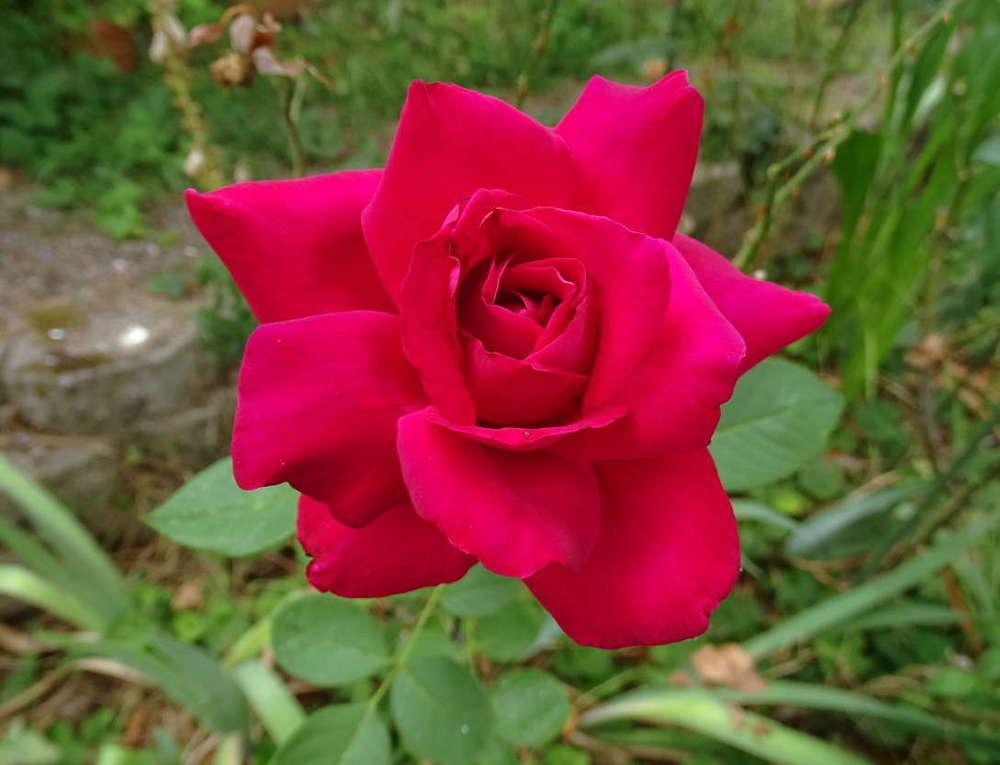 Photo of Rose (Rosa 'Dublin') uploaded by Beth_NorCal