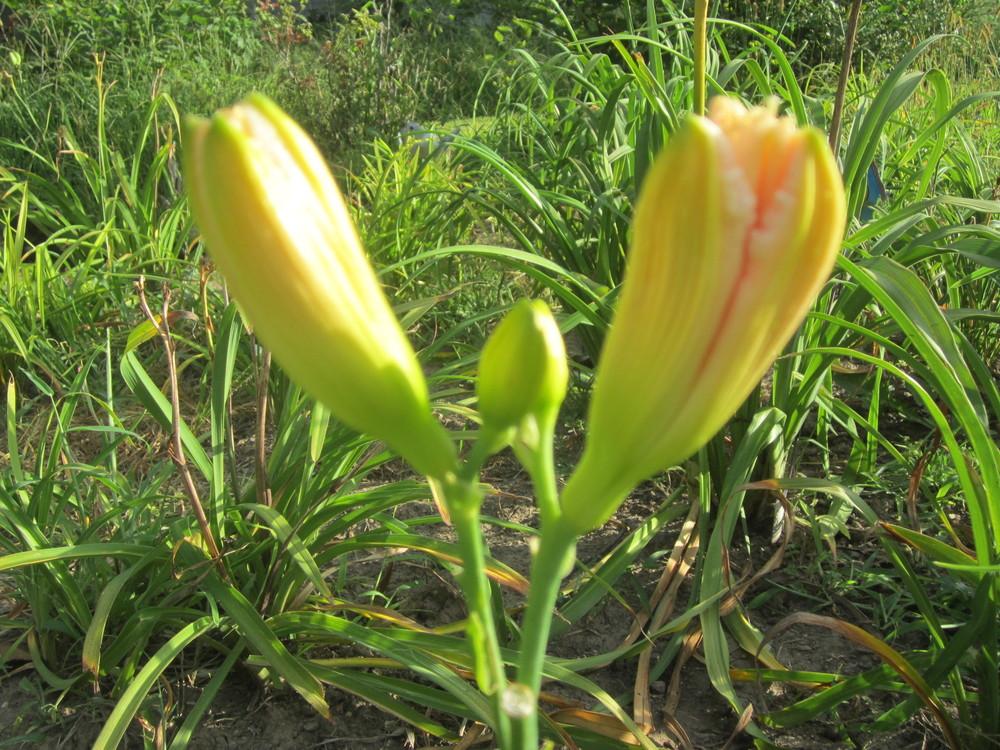 Photo of Daylily (Hemerocallis 'Victorian Lace') uploaded by Friesfan1