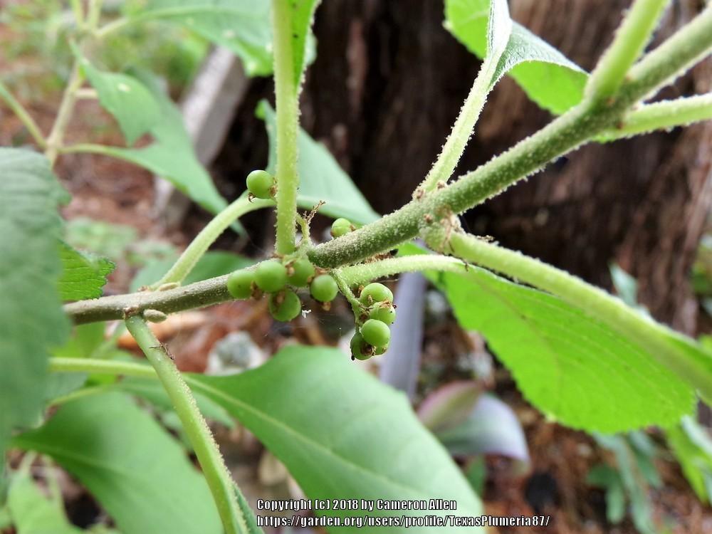 Photo of American Beautyberry (Callicarpa americana) uploaded by TexasPlumeria87