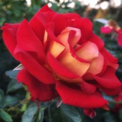 Location: Balboa Park, San Diego 
Date: 2018-08-05
Ugly name, striking rose 🌹