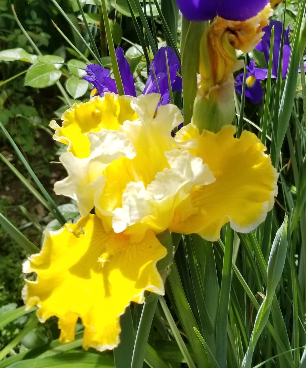 Photo of Tall Bearded Iris (Iris 'Greet the Sun') uploaded by javaMom