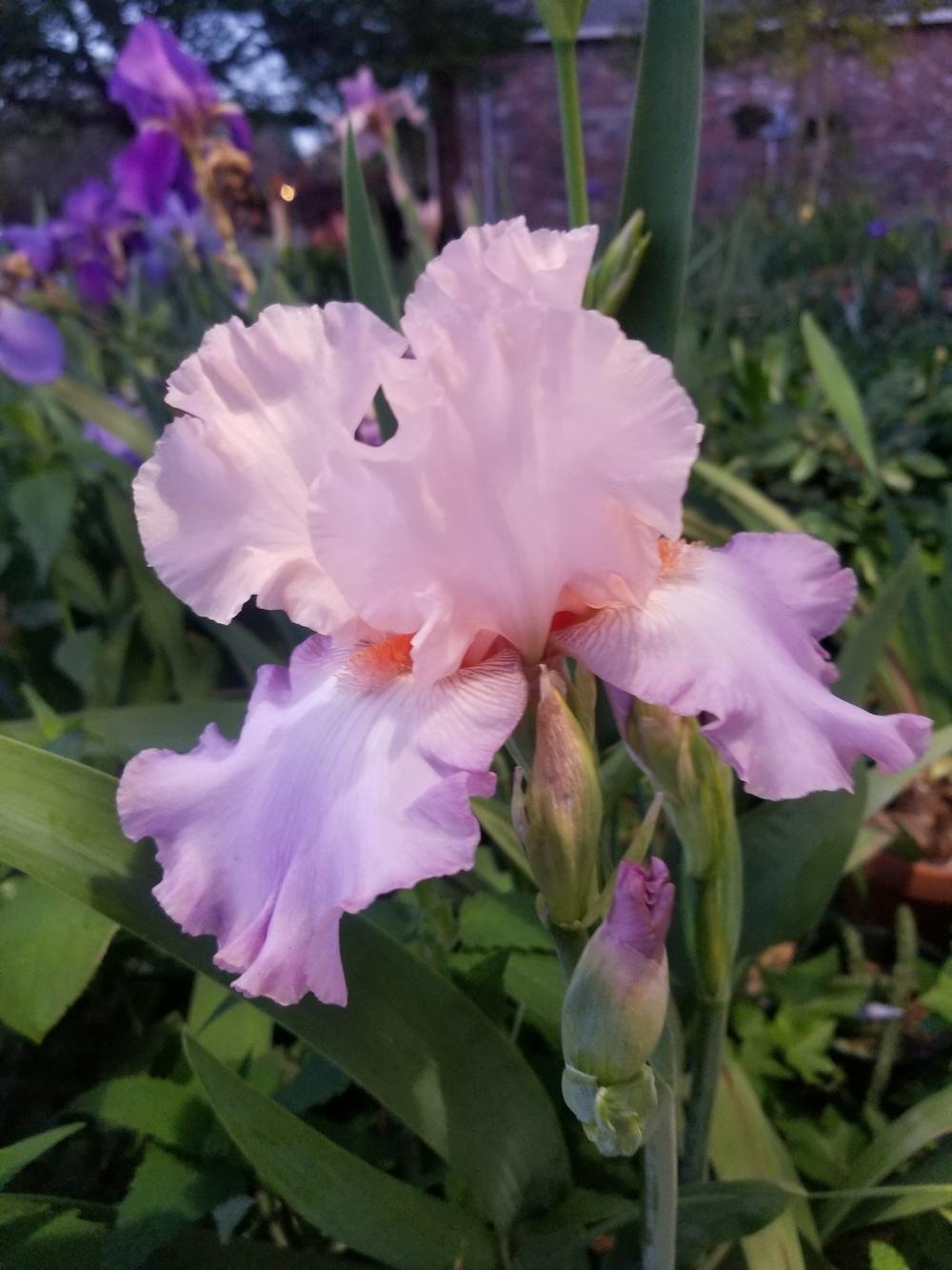 Photo of Tall Bearded Iris (Iris 'Sweet Musette') uploaded by javaMom
