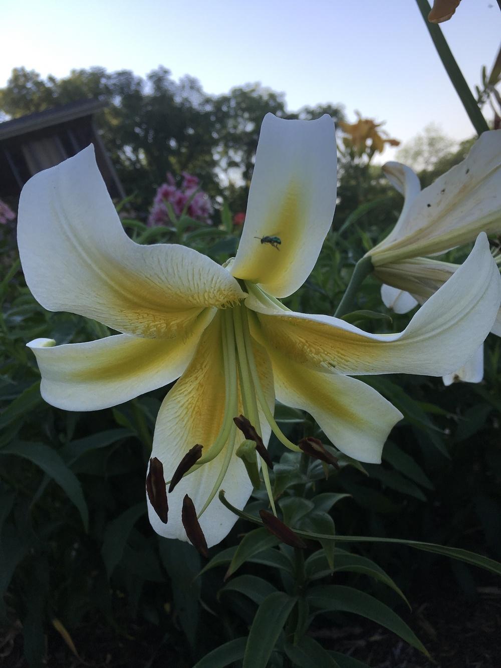Photo of Lily (Lilium 'Sunnyside Down') uploaded by Legalily