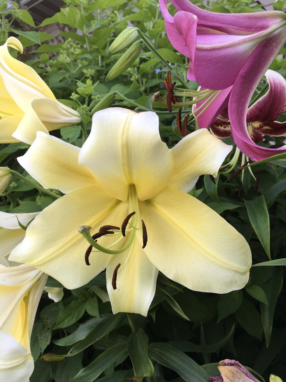 Photo of Lily (Lilium 'Big Brother') uploaded by Legalily