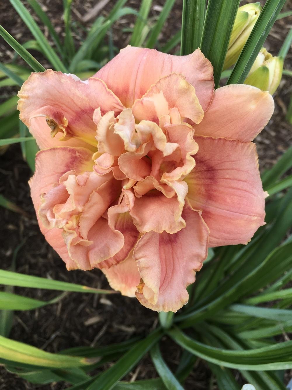 Photo of Daylily (Hemerocallis 'All About Eve') uploaded by Legalily