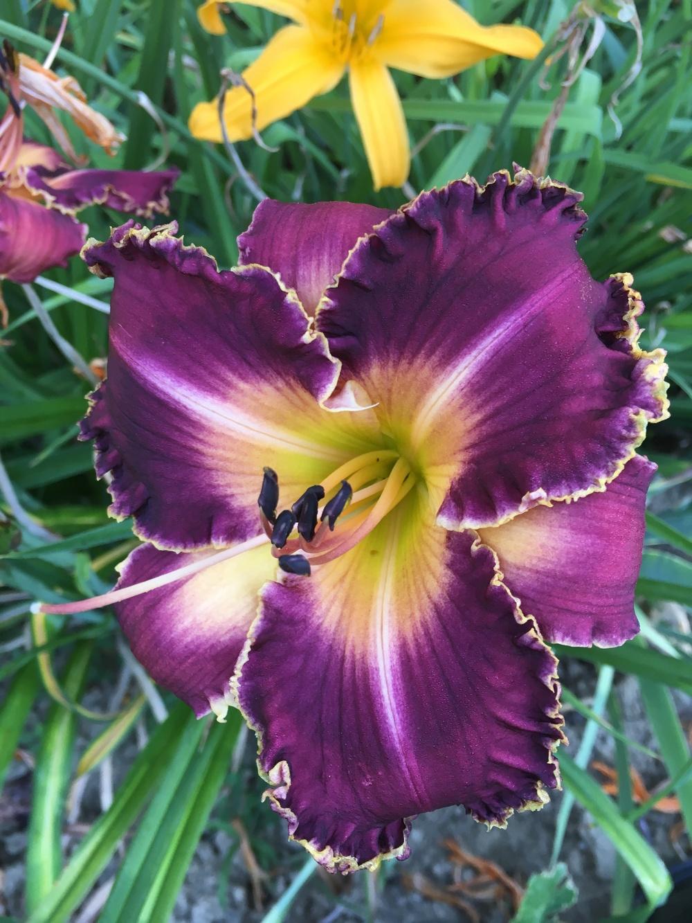 Photo of Daylily (Hemerocallis 'Indian Giver') uploaded by Lucichar