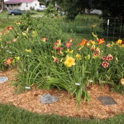 Location: Elberfeld, Indiana
Date: 2018-06-28
Various named daylilies and seedlings