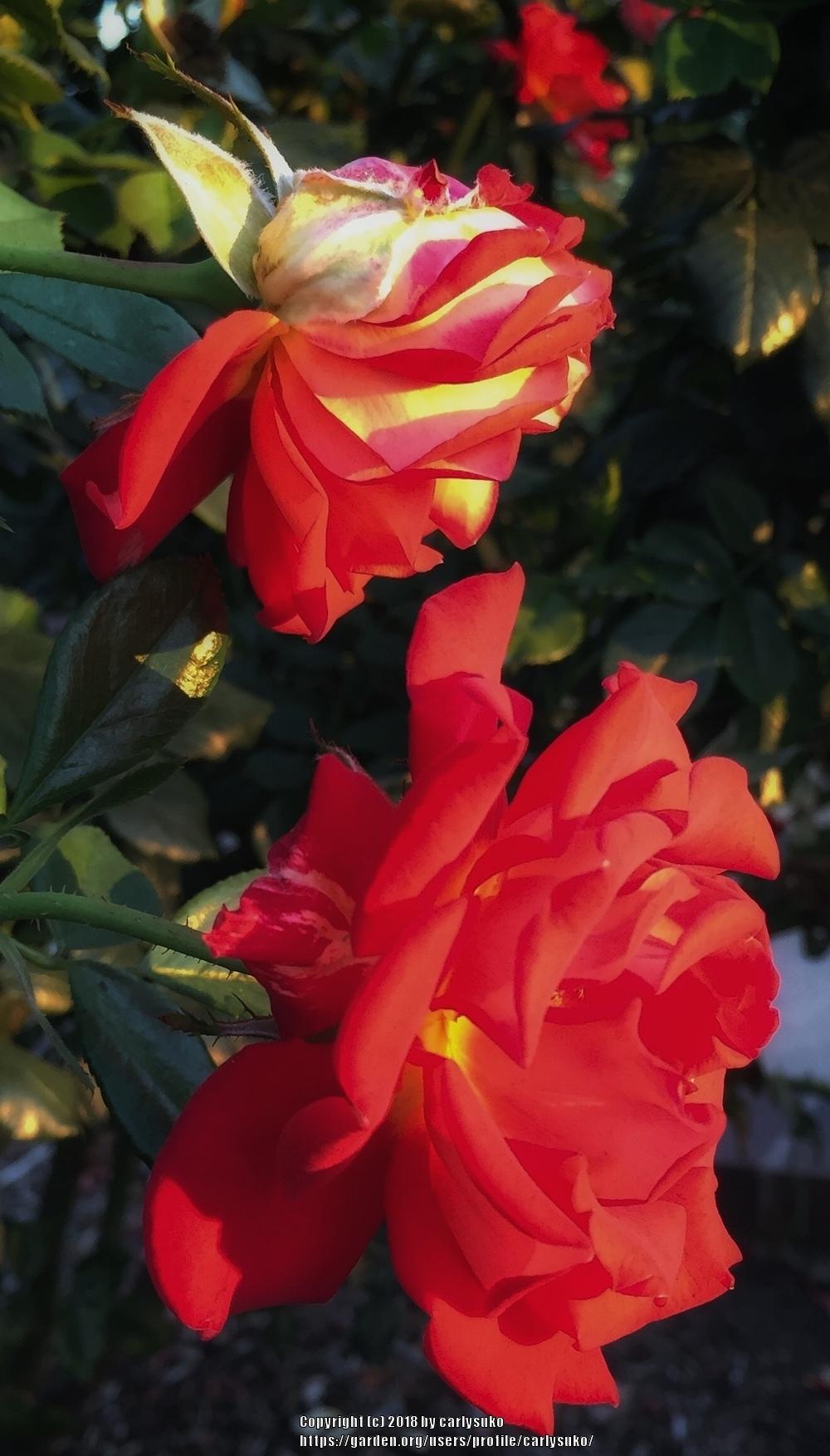 Photo of Rose (Rosa 'Gebrueder Grimm') uploaded by carlysuko