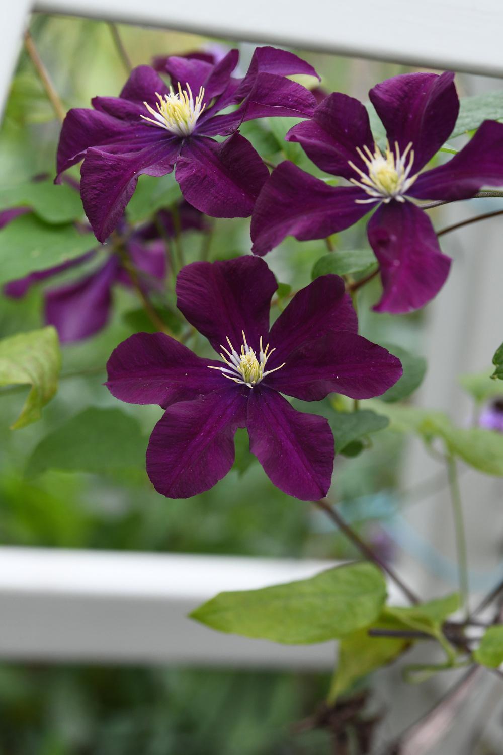 Photo of Clematis 'Warszawska Nike' uploaded by cliftoncat