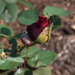 Location: My garden, Pequea, Pennsylvania, USA
Date: 2018-08-15
Last bud on RRD-infected plant. After this bloom, this rose will 