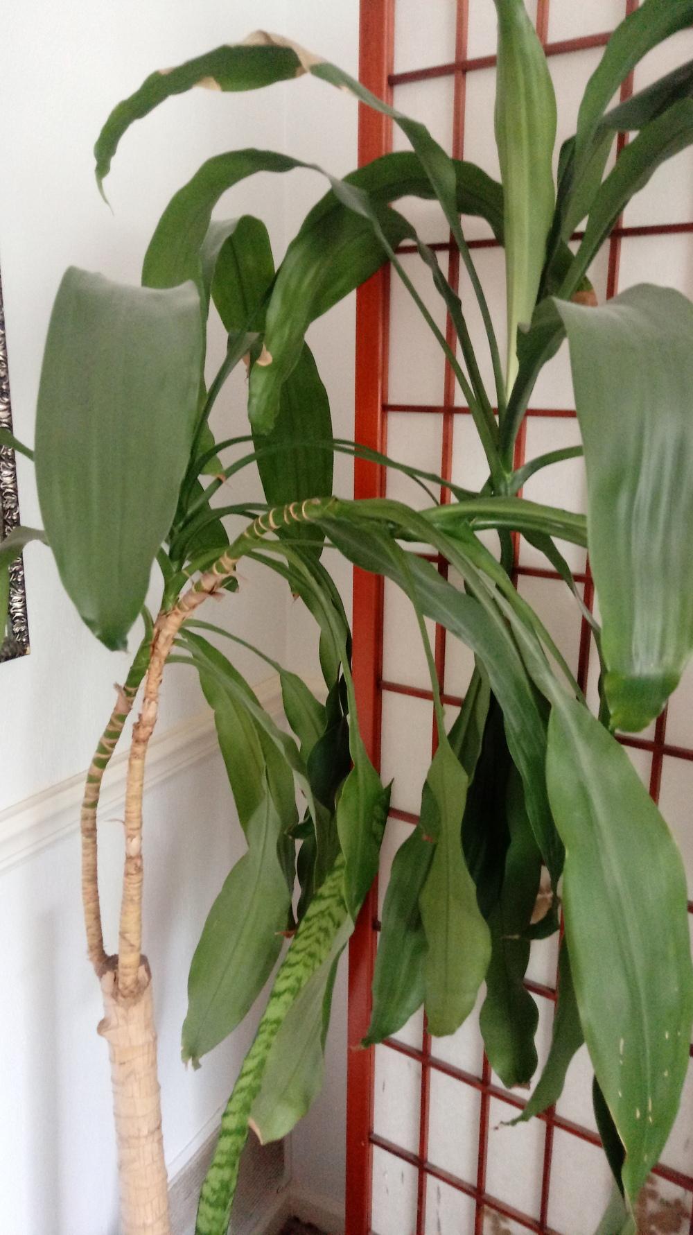 Photo of Corn Plant (Dracaena fragrans) uploaded by jherriot