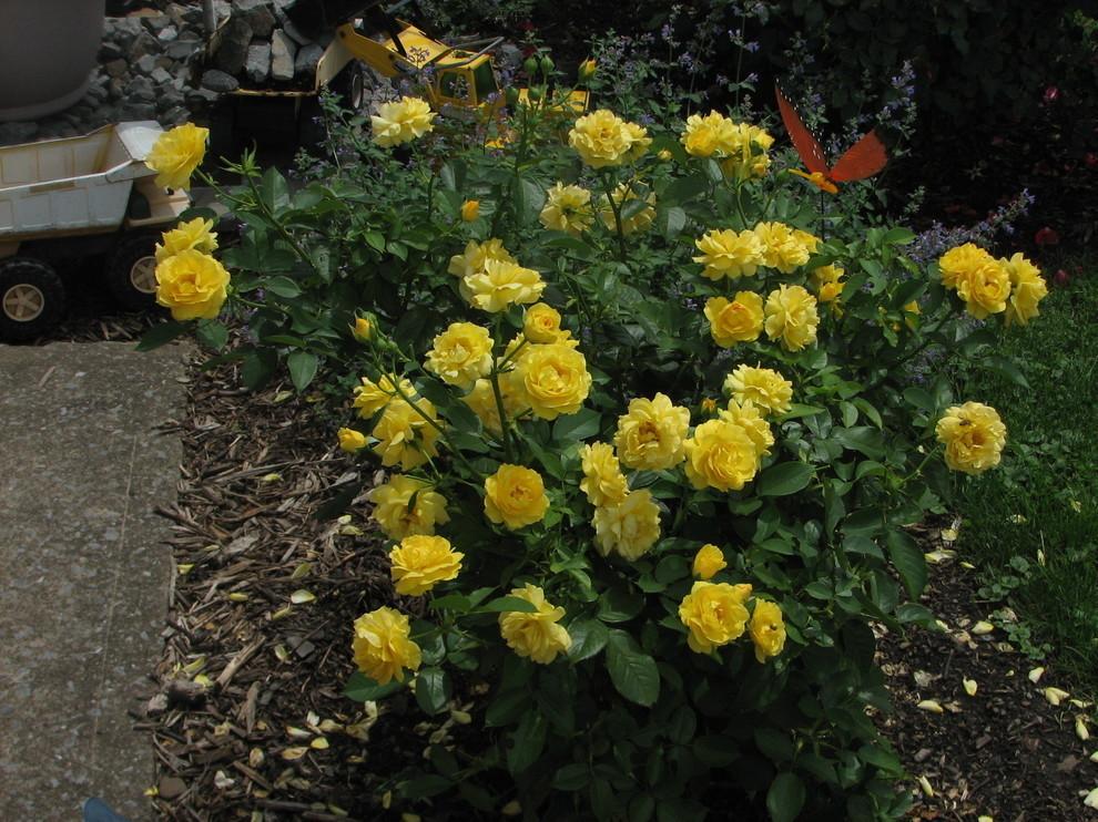 Photo of Floribunda Rose (Rosa 'Julia Child') uploaded by jim1961