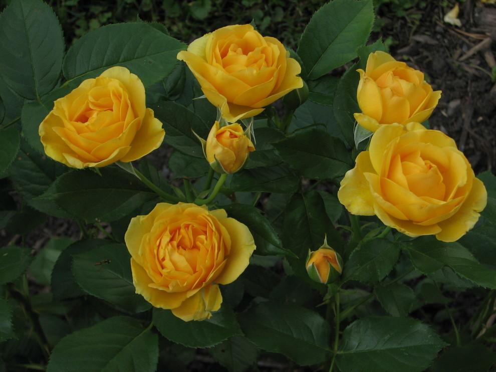 Photo of Floribunda Rose (Rosa 'Julia Child') uploaded by jim1961