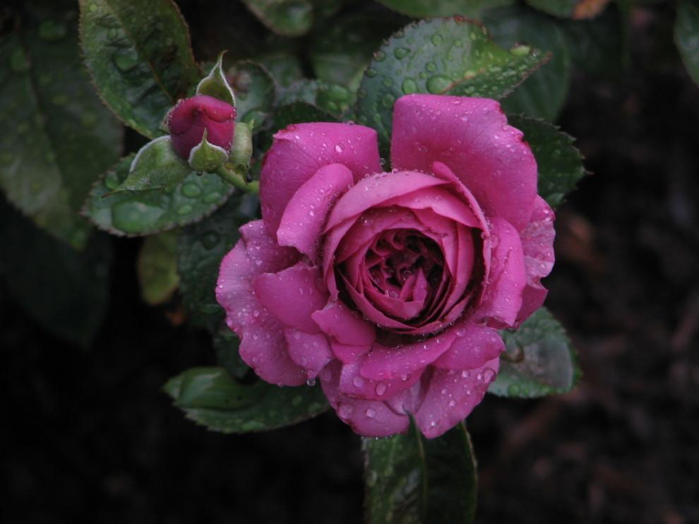 Photo of Rose (Rosa 'Plum Perfect') uploaded by jim1961