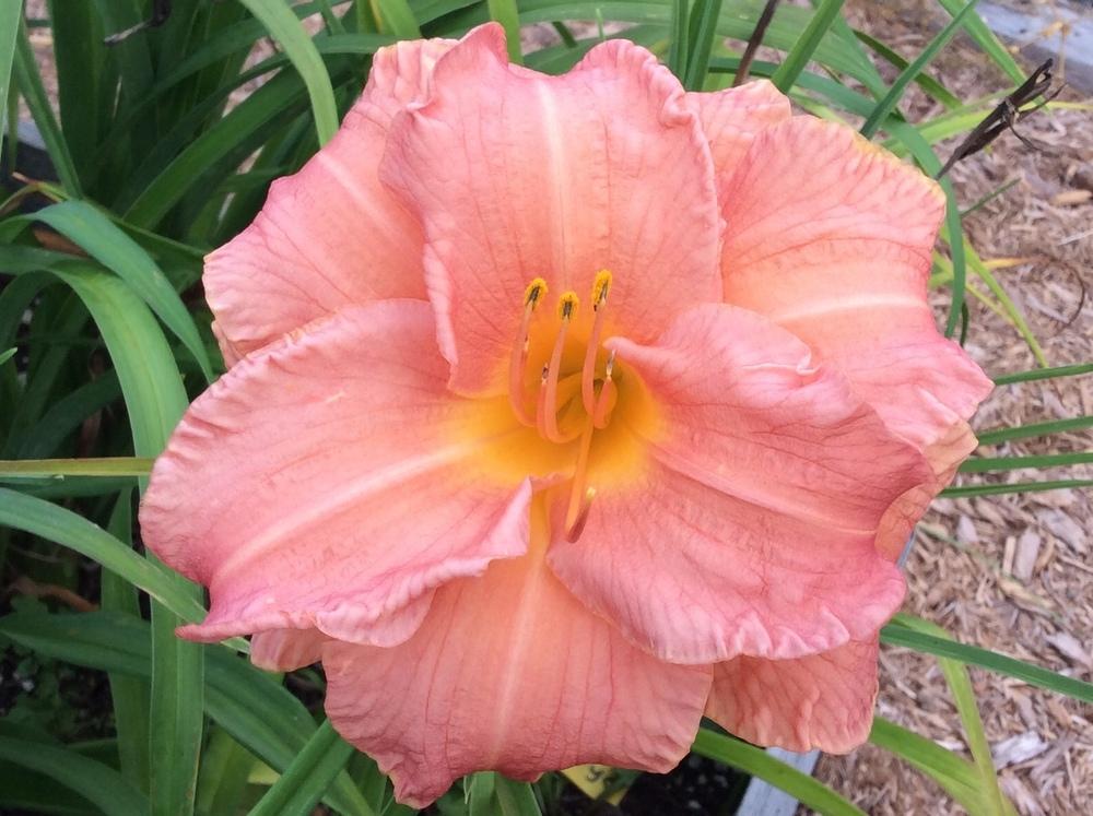 Photo of Daylily (Hemerocallis 'Scratch and Sniff') uploaded by sooby