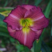 A pretty miniature daylily that is great at the front of a border