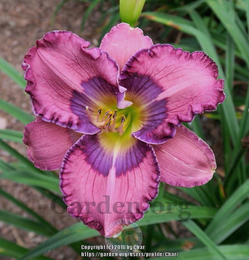 Photo of Daylily (Hemerocallis 'Painted on Jeans') uploaded by Char