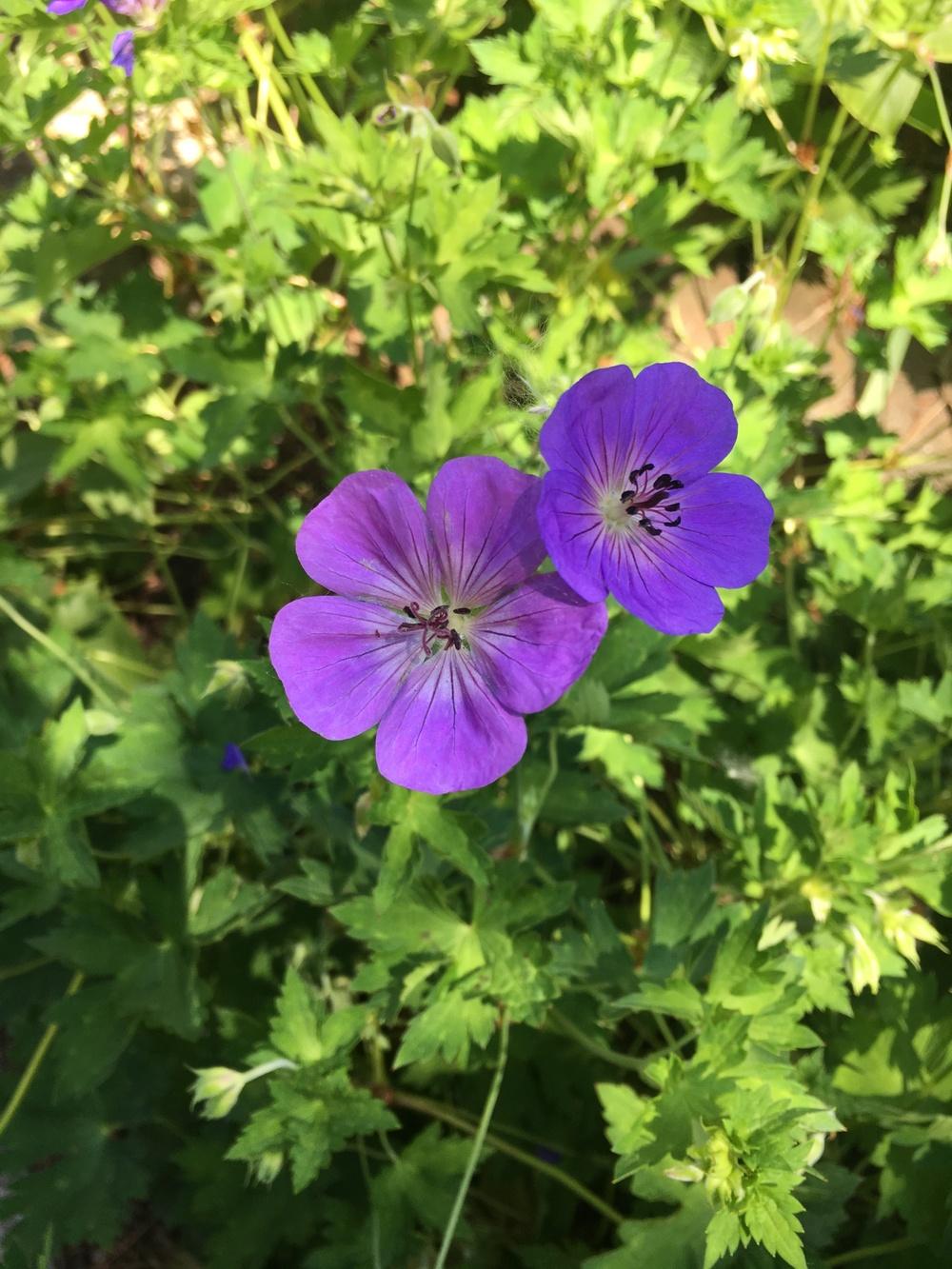 Photo of Geranium Rozanne® uploaded by Lucichar