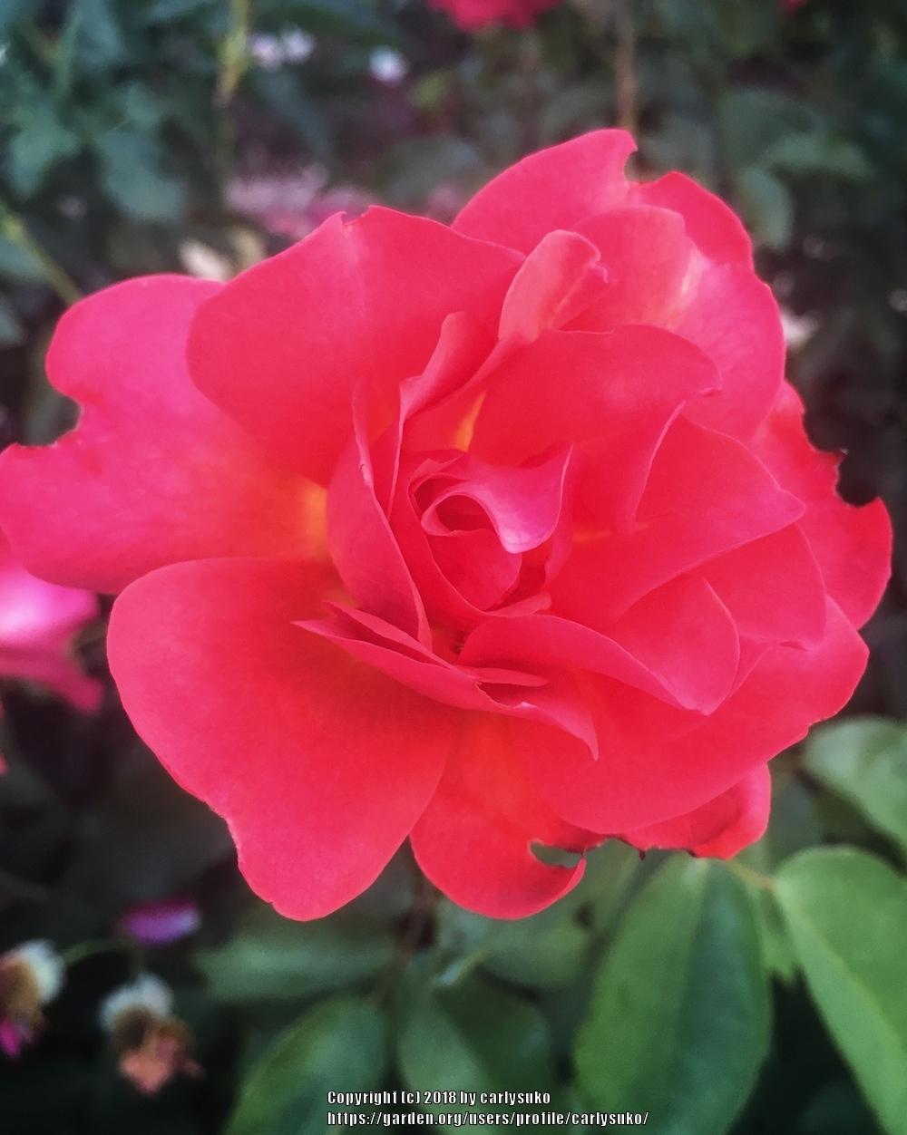 Photo of Floribunda Rose (Rosa 'Cinco de Mayo') uploaded by carlysuko