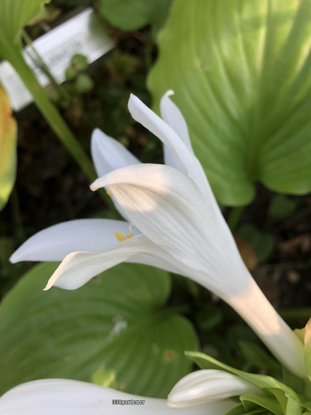 Photo of Hosta 'Doubled Up' uploaded by crawgarden