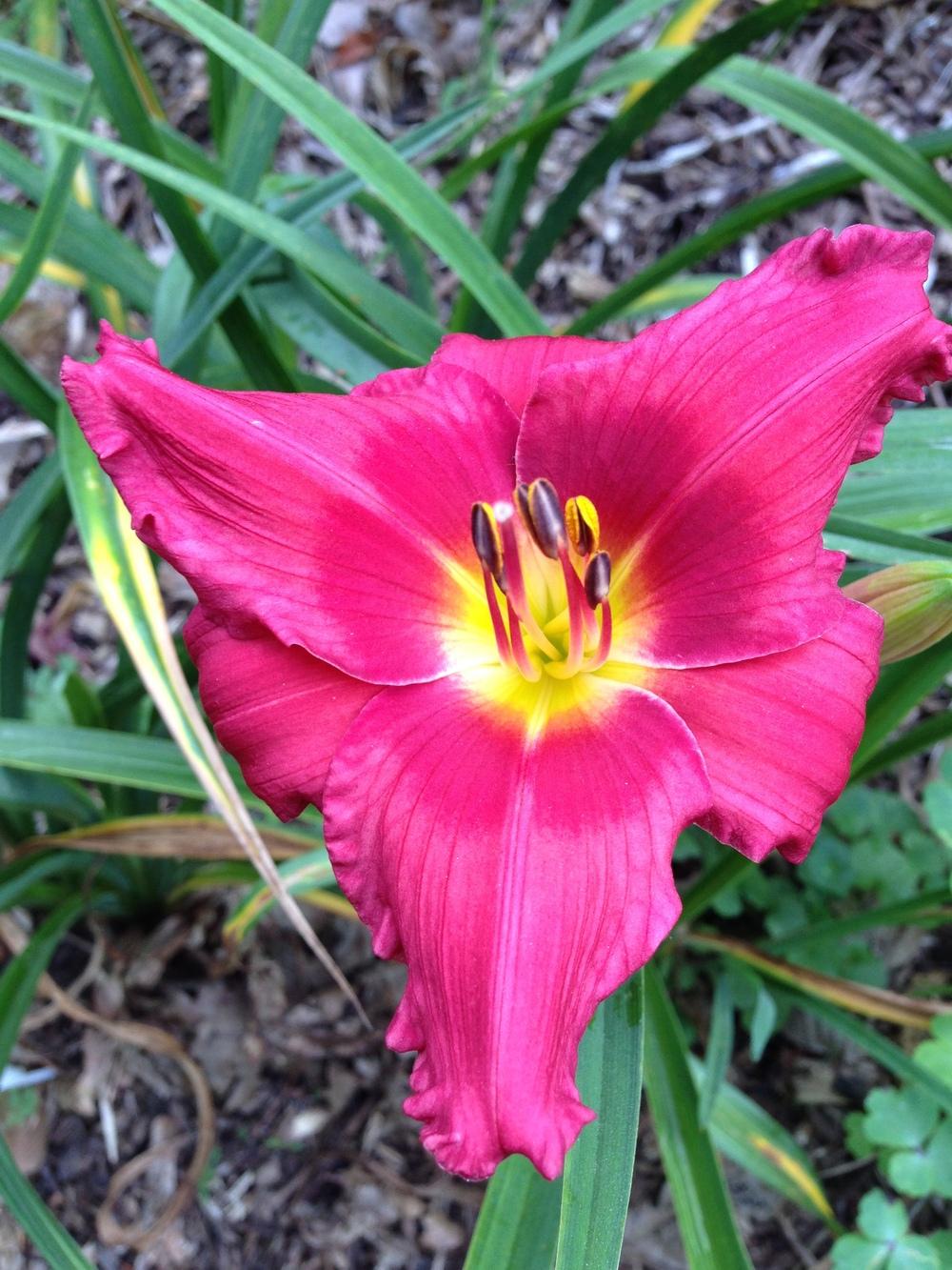 Photo of Daylily (Hemerocallis 'Her Best Bloomers') uploaded by hillbilly