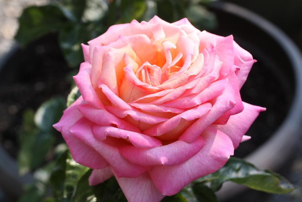 Photo of Rose (Rosa 'Tahitian Sunset') uploaded by Canadian_Rose