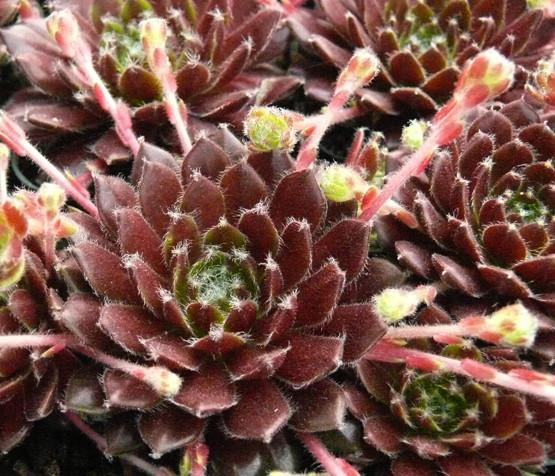 Photo of Hen and Chicks (Sempervivum 'Ford's Spring') uploaded by Lalambchop1