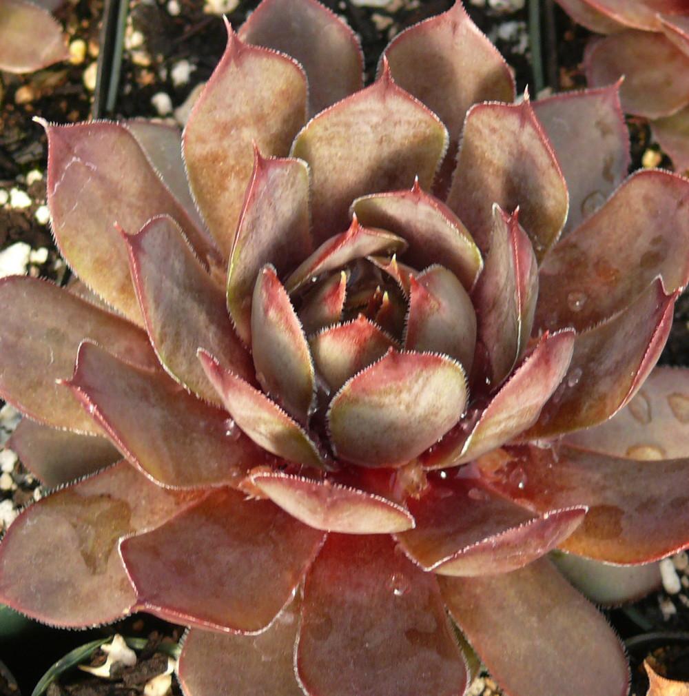 Photo of Hen and Chicks (Sempervivum 'Flamingo') uploaded by Lalambchop1