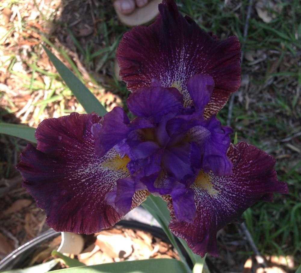 Photo of Tall Bearded Iris (Iris 'Time Will Tell') uploaded by Lalambchop1
