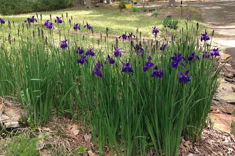 Photo of Siberian Iris (Iris 'Caesar's Brother') uploaded by Lalambchop1