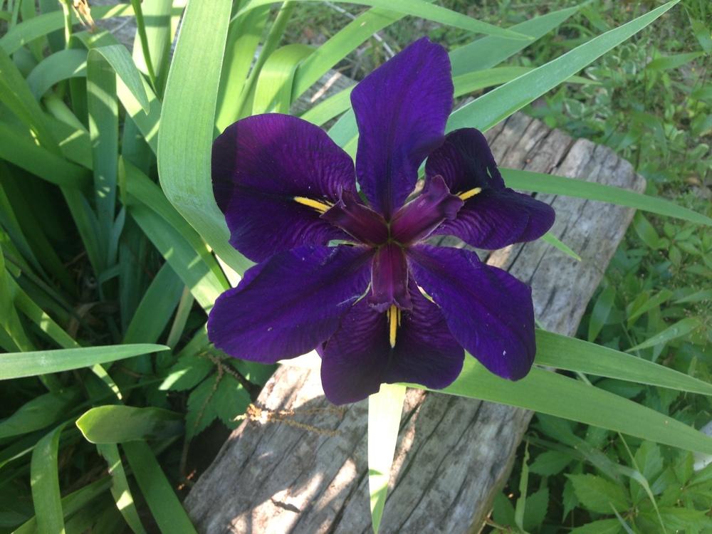 Photo of Louisiana Iris (Iris 'Black Gamecock') uploaded by Lalambchop1
