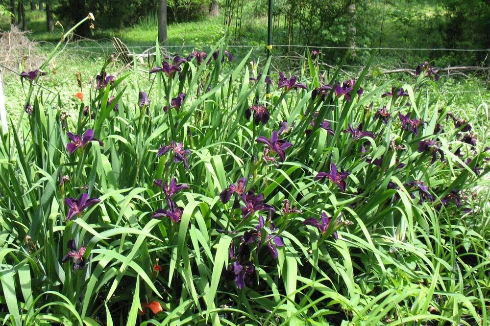 Photo of Louisiana Iris (Iris 'Black Gamecock') uploaded by Lalambchop1