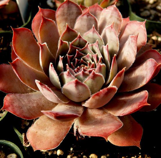 Photo of Hen and Chick (Sempervivum 'Cockoo') uploaded by Lalambchop1