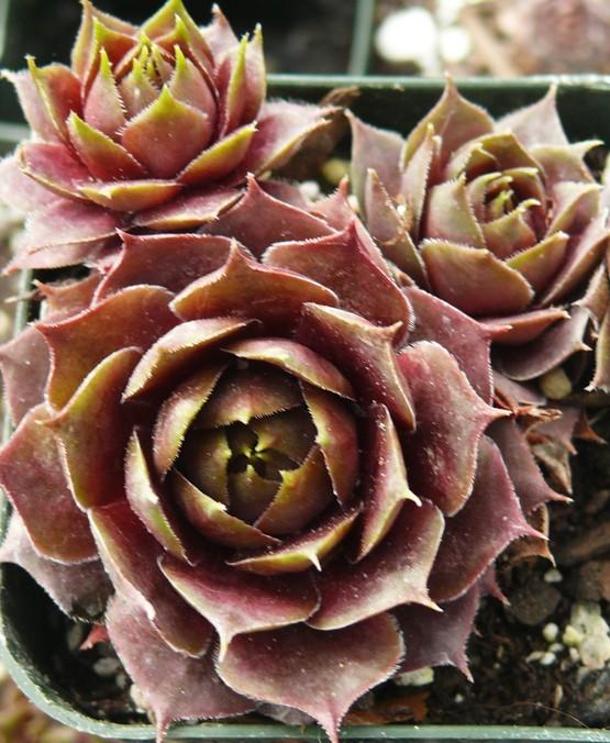 Photo of Hen and Chicks (Sempervivum 'Flamingo') uploaded by Lalambchop1