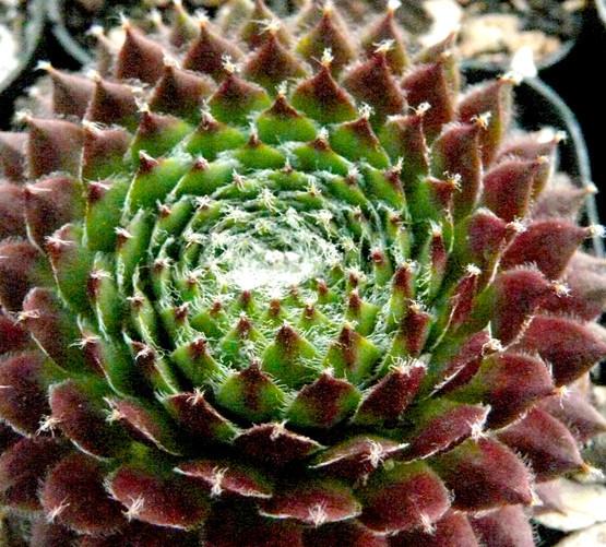 Photo of Hen and Chicks (Sempervivum 'Fuzzy Wuzzy') uploaded by Lalambchop1