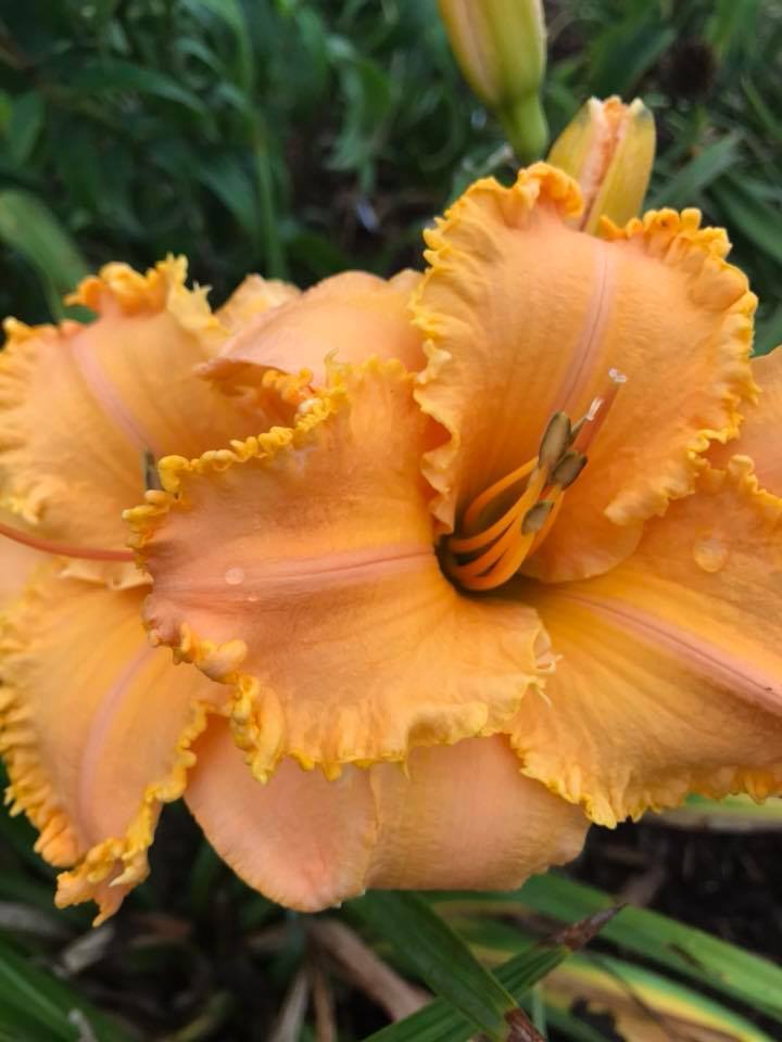 Photo of Daylily (Hemerocallis 'Crown of Creation') uploaded by Legalily