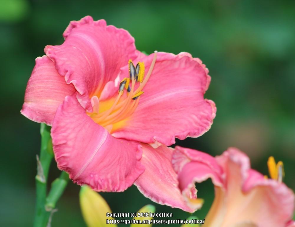 Photo of Daylily (Hemerocallis 'Strawberry Rose') uploaded by celtica