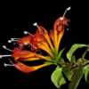 Aeschynanthus speciosus - Lipstick Plant 001